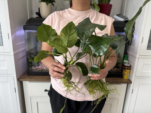 Large anubias barteri broad - large,