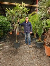 1x8ft inc pot - 1x8ft,