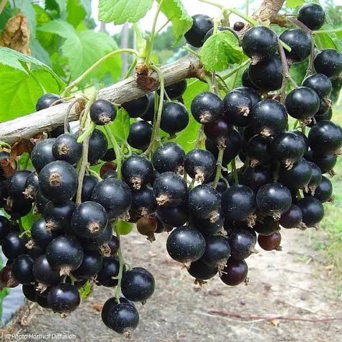 Black currant seeds ribes - 20,