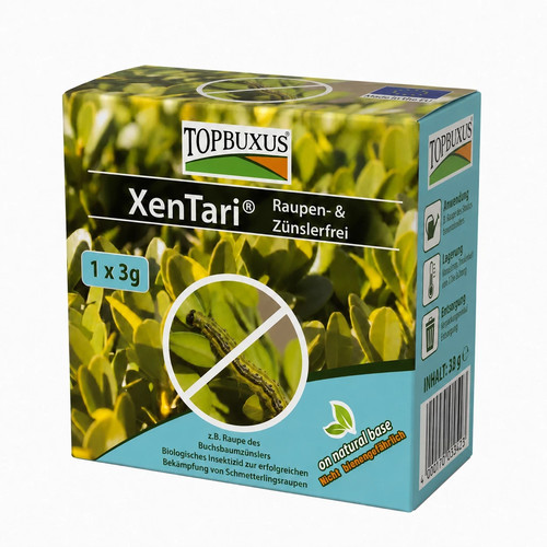 Topbuxus xentari boxwood - topbuxus,