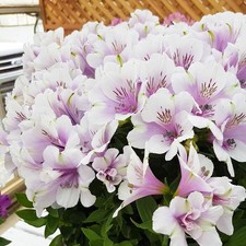 Alstroemeria inticancha moon - alstroemeria,