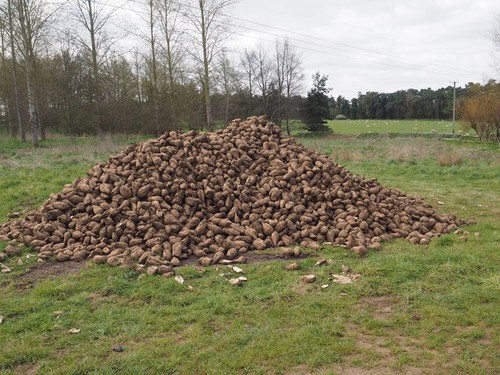 Photo 6x4 fodder beet for - fodder,