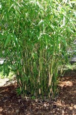 Bambusa multiplex - Green