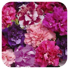 Petunia Double Duo Mixed Mini