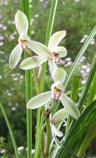 Cymbidium tortisepalum var. lianpan 'White Beauty' HCC/AOS species orchid plant