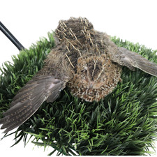 Jumbo Coturnix Quail Eggs