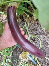 Snake of Mugla Eggplant -