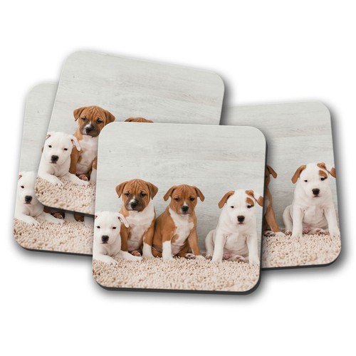 Set cute staffy - set,