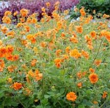 GEUM ‘Firestorm’  - Hardy