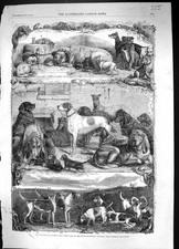 Old 1861 Exhibition Sporting
