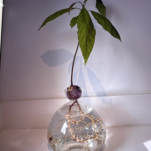 Avocado seedling - (persea),