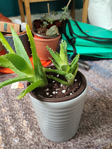 Live potted aloe succulent - live,