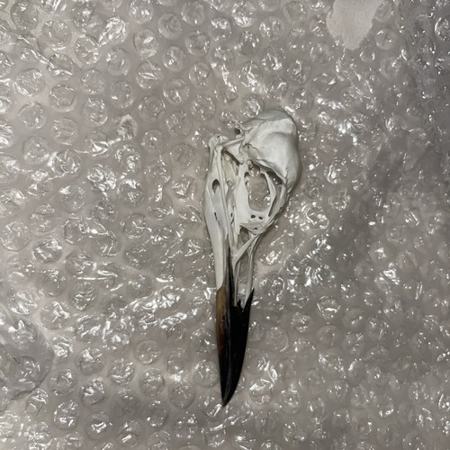 Real guillemot skull - guillemot,