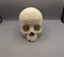 Replica human skull with bone - replica,