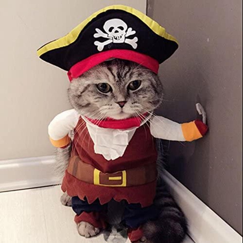 Halloween pet dog - halloween,