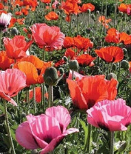 Oriental Poppy / Papaver Pizzicato Mix (LARGE) Plug Plants Pack x6