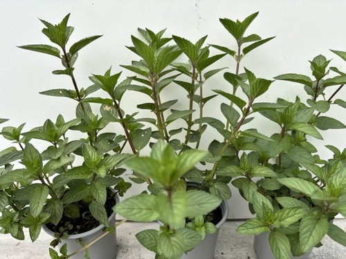 Chocolate mint plants - , 9cm