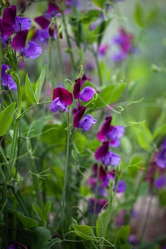 Sweet pea matucana modern - pea, 'matucana'
