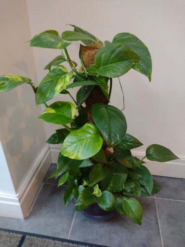 Large epipremnum aureum - large,