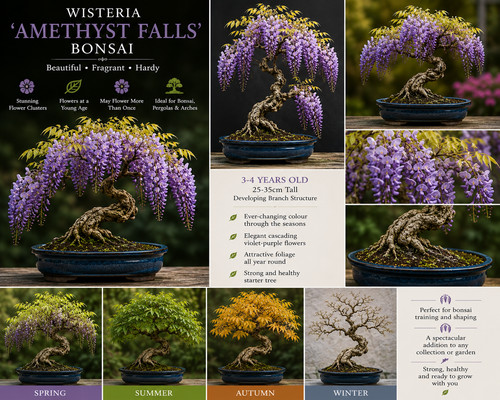 Wisteria amethyst falls - amethyst,