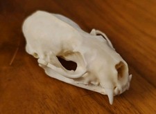 Real Mink Animal Skull Head Taxidermy Science Anatomy Education Crafts Weasel 