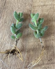 2 X Rooted Plants | Delosperma