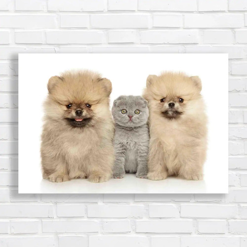 Adorable kitten pomeranian - kitten,