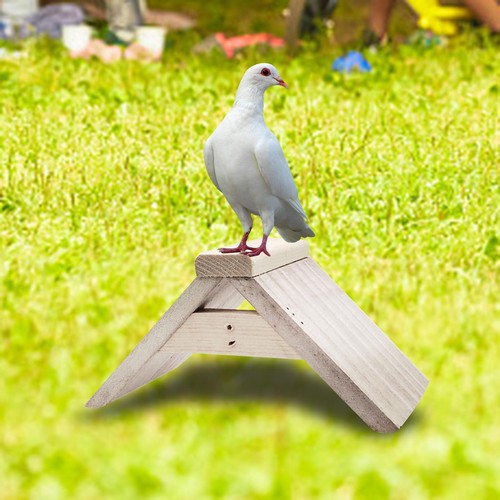 Dove rest stand - bird, standing