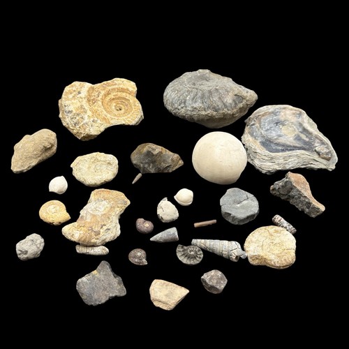 1kg british fossil mix - fossil, 28