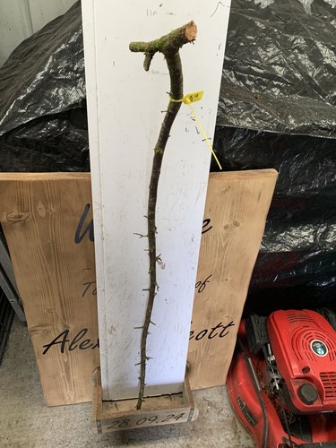 Blackthorn walking stick - 1.1m,