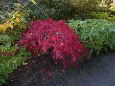 Fresh Acer Palmatum Viridis