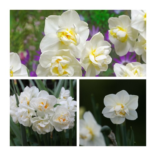 Daffodil white cheerfulness - white,