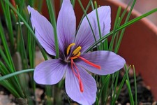 10 Crocus Sativus Saffron