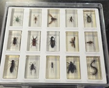 INSECT BUG COLLECTION IN HARD