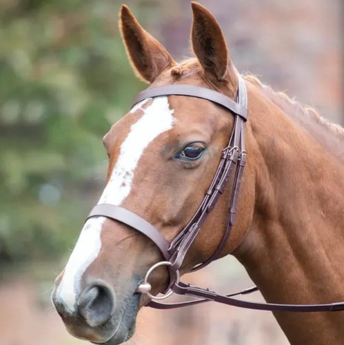 Shires avignon hunter cavesson - avignon,