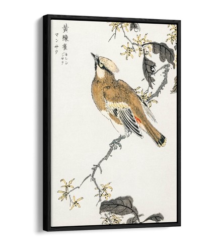 Numata kashu eastern waxwing - numata,