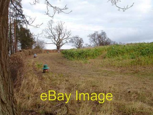 Photo 6x4 pheasant - photo, the