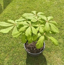 Conker Tree. Horse-Chestnut