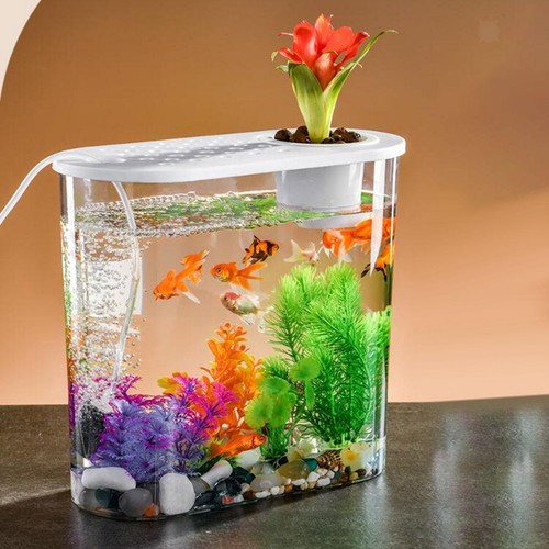 Betta tank small desktop - betta,