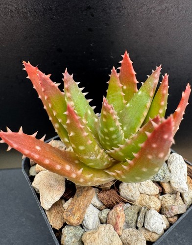 Aloe crosby s prolific - aloe, prolific'
