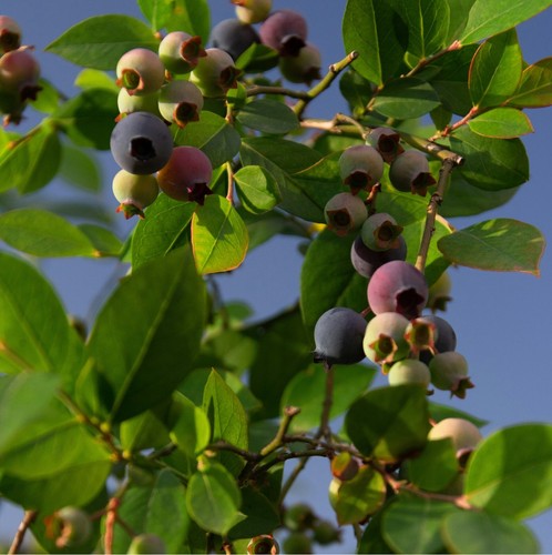 Blueberry plant sunshine - plant,