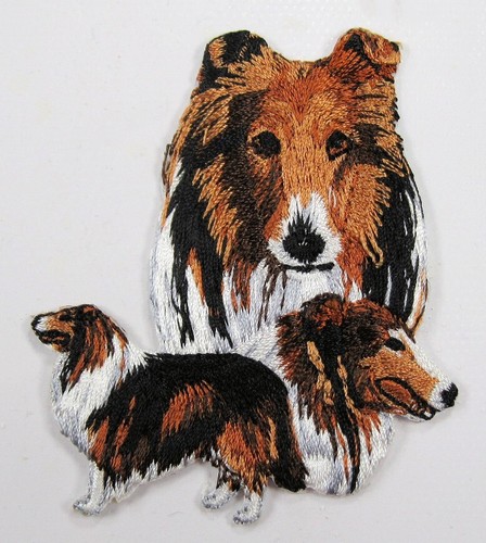 Collie dog heat - collie, applied