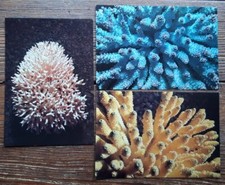 Set of 6 British Museum