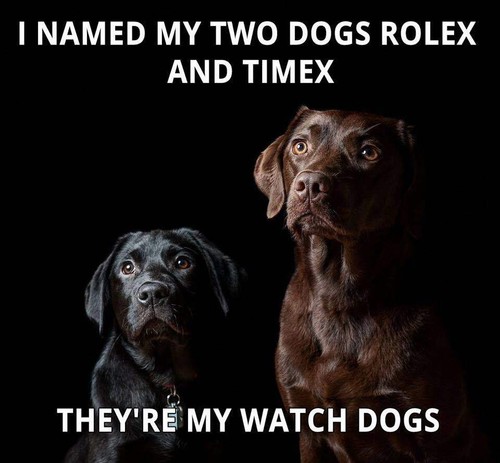 Funny labrador dog - funny,