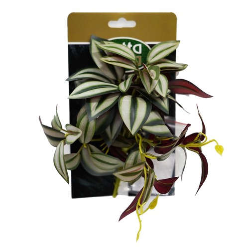 Betta terra green spiderwort - betta,