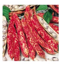 PREMIER SEEDS DIRECT - ORGANIC DWARF BORLOTTO BEAN LINGUA DI FUOCO 50 SEEDS