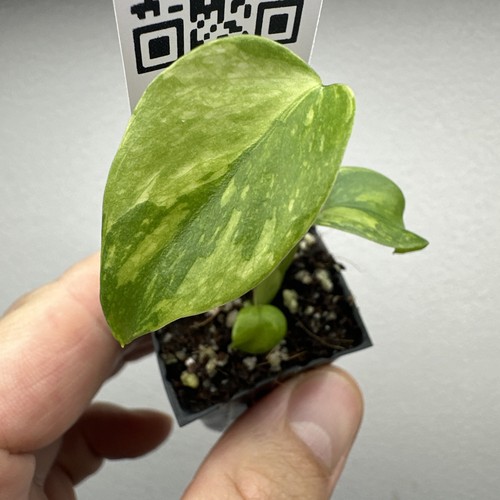 Monstera deliciosa electrolyte - monstera,