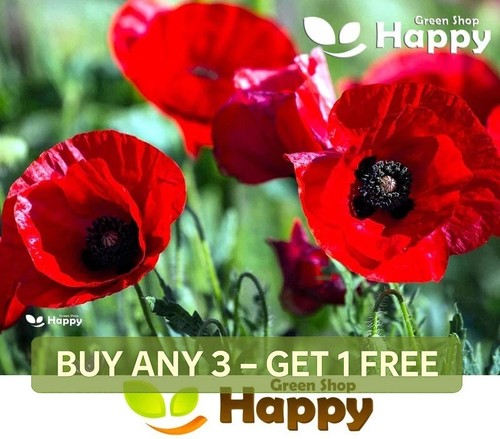 Tulip poppy 5000 seeds - poppy,