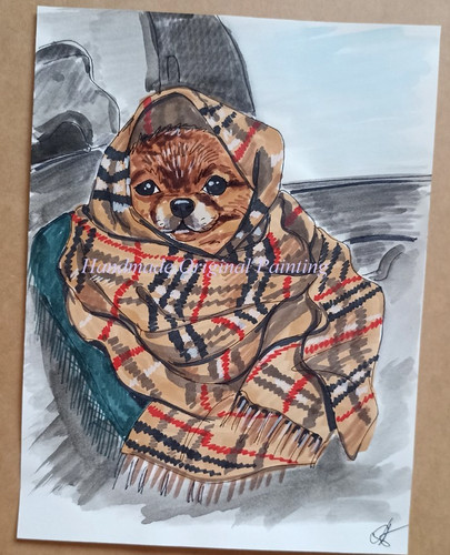 Pomeranian spitz dog portrait - spitz,