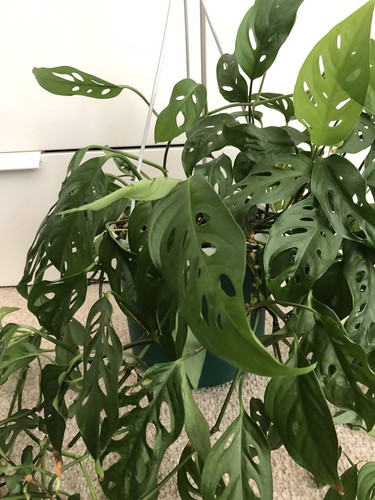 Monstera adansonii big - monstera, plant